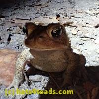 /home//u458753944/public_html/sourcegallery////////////Toads/P06/PA060121.JPG