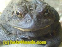 /home//u458753944/public_html/sourcegallery////////////Toads/P10/P1070002.JPG