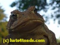 /home//u458753944/public_html/sourcegallery////////////Toads/P10/P1070309.JPG