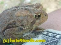 /home//u458753944/public_html/sourcegallery////////////Toads/P10/P1070317.JPG