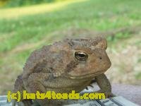 /home//u458753944/public_html/sourcegallery////////////Toads/P10/P1070318.JPG