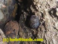 /home//u458753944/public_html/sourcegallery////////////Toads/P10/P1080277.JPG