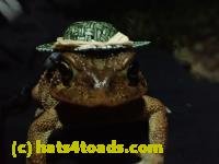 /home//u458753944/public_html/sourcegallery////////////Toads/P10/PA100089.JPG