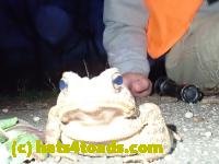 /home//u458753944/public_html/sourcegallery////////////Toads/P40/P4050364.JPG