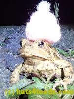 /home//u458753944/public_html/sourcegallery////////////Toads/P40/P4050368.JPG