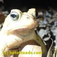 /home//u458753944/public_html/sourcegallery////////////Toads/PA23/PA230191.JPG
