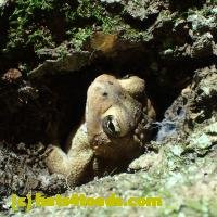 /home//u458753944/public_html/sourcegallery///////////Toads/P06/PA060107.JPG
