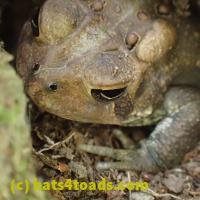 /home//u458753944/public_html/sourcegallery///////////Toads/P06/PA070124.JPG