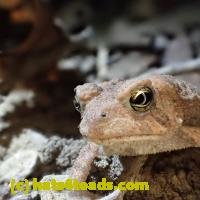 /home//u458753944/public_html/sourcegallery///////////Toads/P06/PA070133.JPG