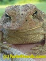 /home//u458753944/public_html/sourcegallery///////////Toads/P10/P1070311.JPG
