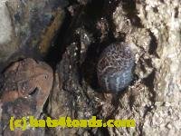 /home//u458753944/public_html/sourcegallery///////////Toads/P10/P1080286.JPG