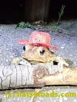 /home//u458753944/public_html/sourcegallery///////////Toads/P40/P4050387.JPG