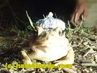 /home//u458753944/public_html/sourcegallery//////////Toads/P42/P4220104.JPG