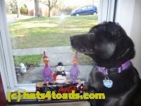/home//u458753944/public_html/sourcegallery/////////Chickens/Cookie/P1100720.JPG