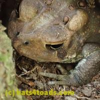 /home//u458753944/public_html/sourcegallery/////////Toads/P06/PA070125.JPG