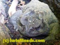 /home//u458753944/public_html/sourcegallery/////////Toads/P10/P1060995.JPG
