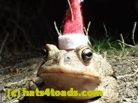 /home//u458753944/public_html/sourcegallery/////////Toads/P42/P4220114.JPG