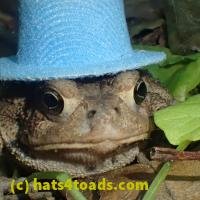 /home//u458753944/public_html/sourcegallery/////////Toads/P52/P5270590.JPG