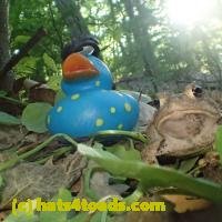 /home//u458753944/public_html/sourcegallery/////////Toads/P52/P5270594.JPG