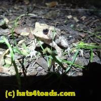 /home//u458753944/public_html/sourcegallery/////////Toads/P62/P6220181.JPG