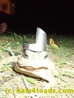 /home//u458753944/public_html/sourcegallery/////////Toads/P82/P8200383.JPG