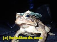 /home//u458753944/public_html/sourcegallery////////Toads/P10/PA100091.JPG