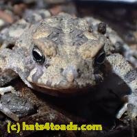 /home//u458753944/public_html/sourcegallery////////Toads/P91/P9100716.JPG