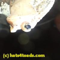/home//u458753944/public_html/sourcegallery////////Toads/PA23/PA230183.JPG