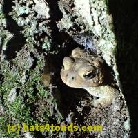 /home//u458753944/public_html/sourcegallery///////Toads/P06/PA060106.JPG
