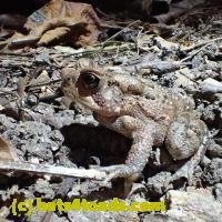 /home//u458753944/public_html/sourcegallery///////Toads/P06/PA070149.JPG