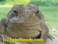 /home//u458753944/public_html/sourcegallery///////Toads/P10/P1070312.JPG
