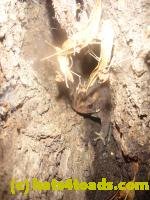 /home//u458753944/public_html/sourcegallery///////Toads/P10/P1080191.JPG