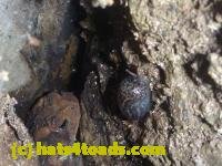 /home//u458753944/public_html/sourcegallery///////Toads/P10/P1080276.JPG