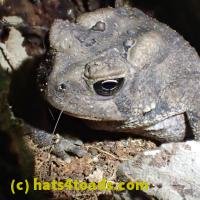 /home//u458753944/public_html/sourcegallery///////Toads/P60/P6050672.JPG
