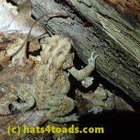 /home//u458753944/public_html/sourcegallery///////Toads/P62/P6220188.JPG