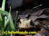 /home//u458753944/public_html/sourcegallery///////Toads/P80/P8030993.JPG