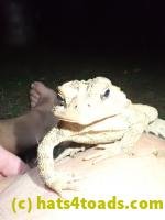 /home//u458753944/public_html/sourcegallery///////Toads/P82/P8200379.JPG