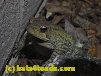 /home//u458753944/public_html/sourcegallery///////Toads/P92/P9240285.JPG