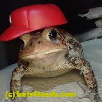 /home//u458753944/public_html/sourcegallery///////Toads/PA23/PA230188.JPG