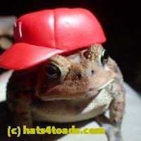 /home//u458753944/public_html/sourcegallery///////Toads/PA23/PA230189.JPG
