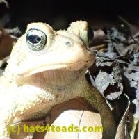 /home//u458753944/public_html/sourcegallery///////Toads/PA23/PA230192.JPG