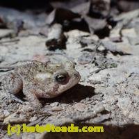 /home//u458753944/public_html/sourcegallery//////Toads/P06/PA060109.JPG