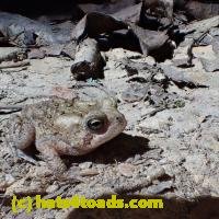 /home//u458753944/public_html/sourcegallery//////Toads/P06/PA060110.JPG