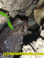 /home//u458753944/public_html/sourcegallery//////Toads/P10/P1060860.JPG