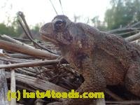 /home//u458753944/public_html/sourcegallery//////Toads/P42/P4290767.JPG