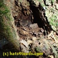 /home//u458753944/public_html/sourcegallery//////Toads/P60/P6030655.JPG