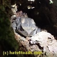 /home//u458753944/public_html/sourcegallery//////Toads/P60/P6040658.JPG