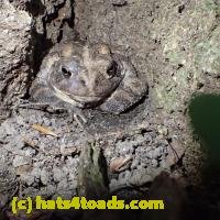 /home//u458753944/public_html/sourcegallery//////Toads/P60/P6040668.JPG