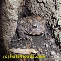 /home//u458753944/public_html/sourcegallery//////Toads/P60/P6090695.JPG