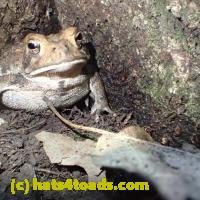 /home//u458753944/public_html/sourcegallery//////Toads/P62/P6300741.JPG